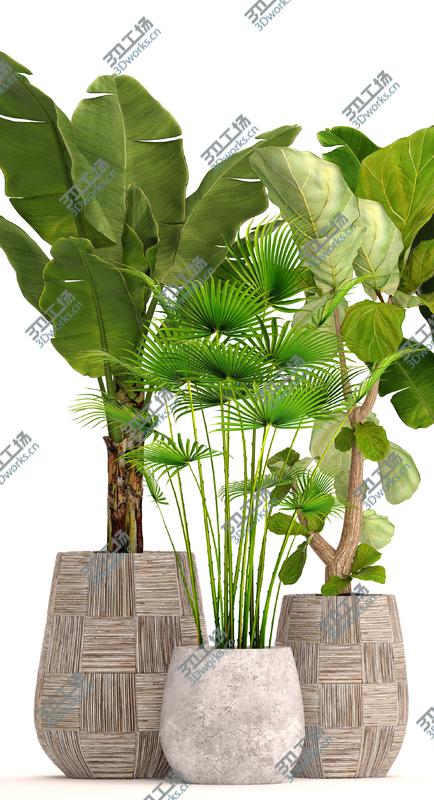 images/goods_img/202104022/Collection plants 3D model/3.jpg